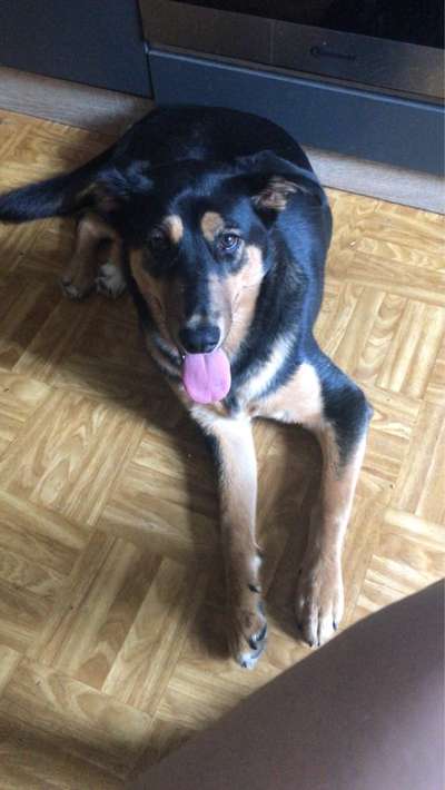 Welpen Bilder !-Beitrag-Bild