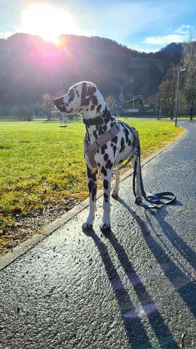 Hundetreffen-Social Walk/Spaziergang an der Leine-Bild