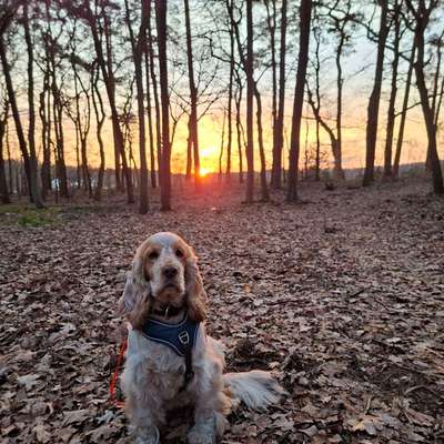 Hundetreffen-Gassirunden/Spaziergang-Bild