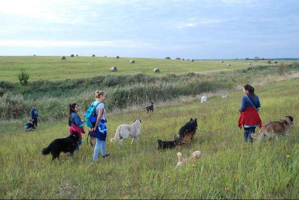 Hundetreffen-Frei Spaziergang für große Hunde-Bild