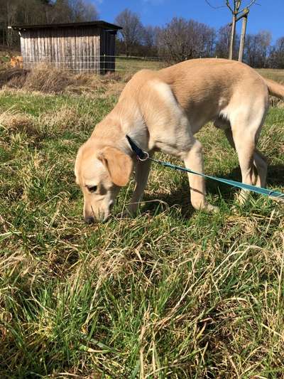 Goldador (Golden-Retriever - Labrador Mix)-Beitrag-Bild