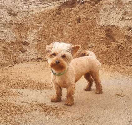 Dogorama Photo Challenge - Steine/Felsen-Beitrag-Bild