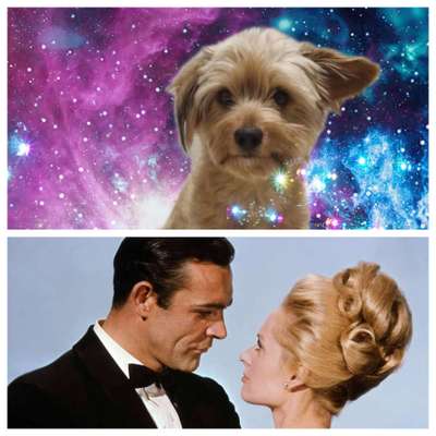 Wie heißt dein Hund?-Beitrag-Bild