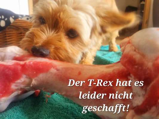 Zeigt her Eure Futternäpfe-Beitrag-Bild