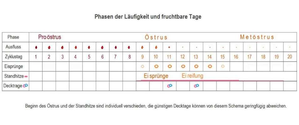 Kastration wegen Scheinschwangerschaft?-Beitrag-Bild