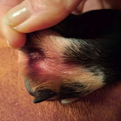 Pfoten knabbern-Beitrag-Bild