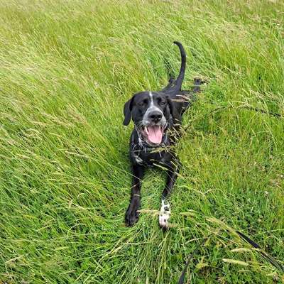 Hundetreffen-Spiel/ Gassirunde-Bild