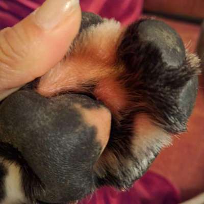 Pfoten knabbern-Beitrag-Bild