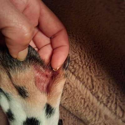 Pfoten knabbern-Beitrag-Bild