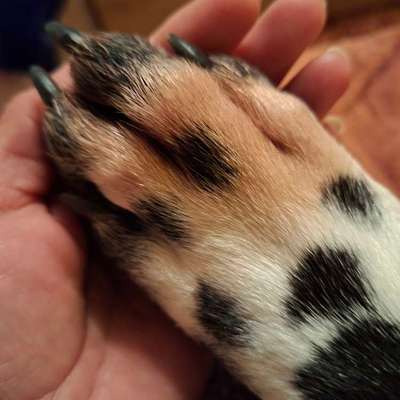 Pfoten knabbern-Beitrag-Bild