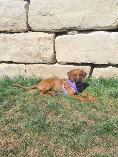 Rhodesian Ridgeback-Beitrag-Bild