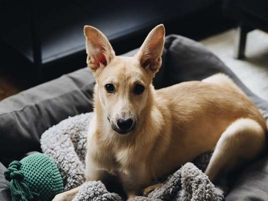 Hundetreffen-Desensibilisierung von Welpe Pina-Bild