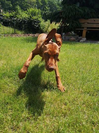 Die Dogorama Monats Challenge "Es grünt und blüht"-Beitrag-Bild