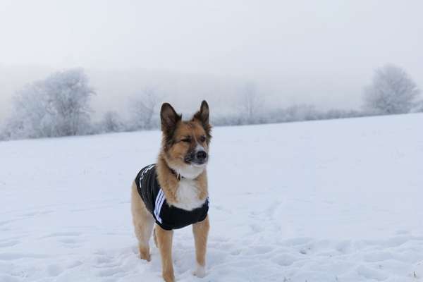 TierschutzhundeStammtisch🐕-Beitrag-Bild