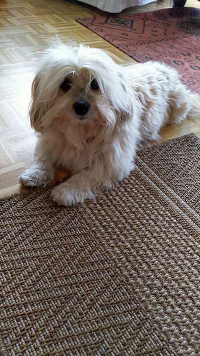 Hundetreffen-Havi sucht Gassikumpels-Bild