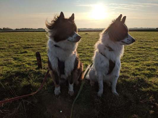 Hundetreffen-Hundespaziergang/Training-Bild