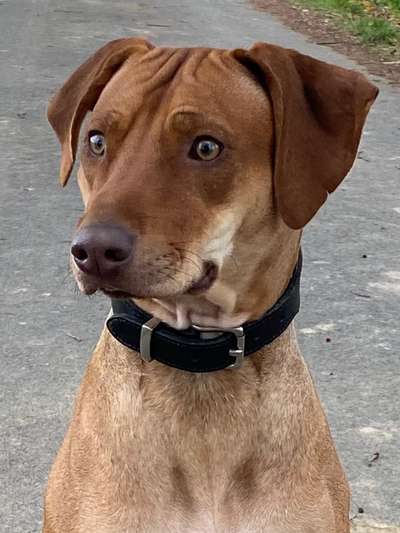 Rhodesian Ridgeback-Beitrag-Bild