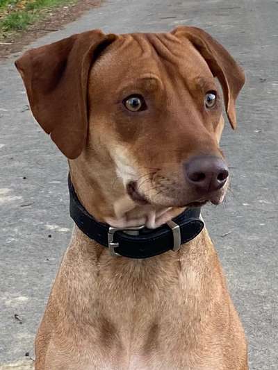 Rhodesian Ridgeback-Beitrag-Bild