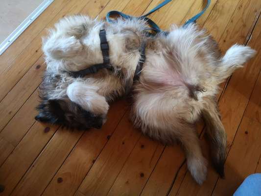 Die Dogorama Wochen Challenge-Beitrag-Bild