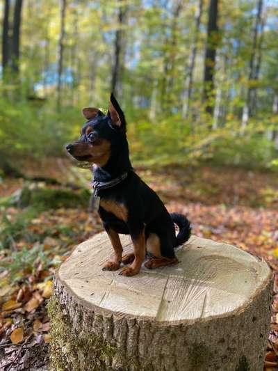 Wo sind die Zwergpinscher?-Beitrag-Bild
