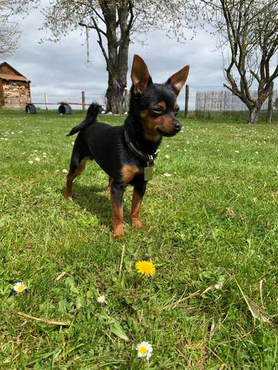 Postet das beste Foto von euren 4 beinern-Beitrag-Bild