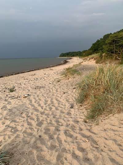 Hundeauslaufgebiet-Lindhoeft-Bild