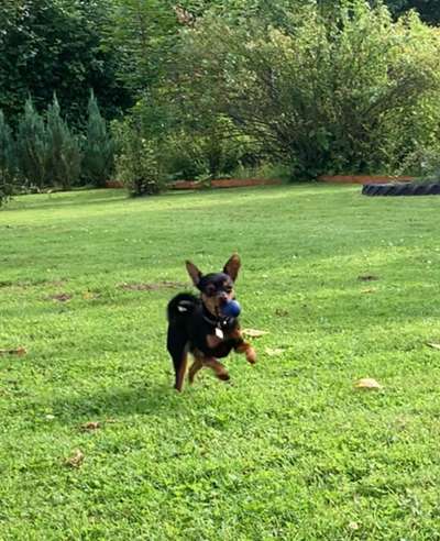 Fotochallenge 66 ~ Rennaction -Zeig deinen Hund im Lauf-Beitrag-Bild