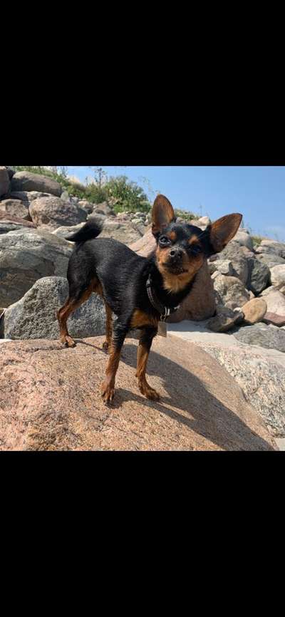 Dogorama Photo Challenge - Steine/Felsen-Beitrag-Bild