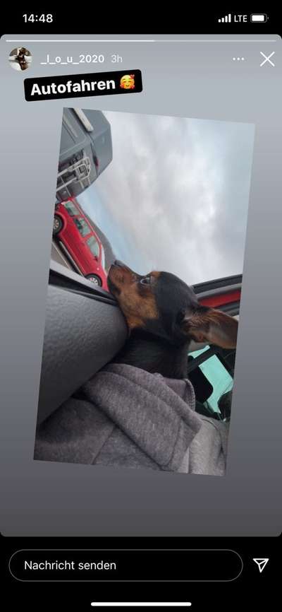 FOTOCHALLENGE 70 - Dein Hund im Auto-Beitrag-Bild