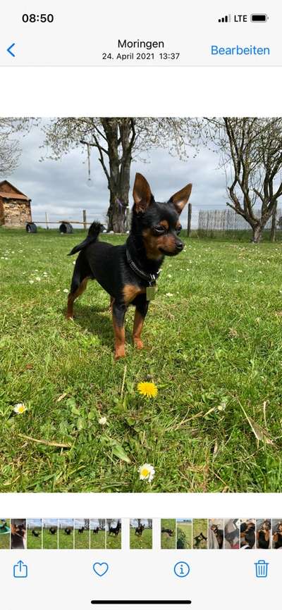 Liebhaber des Deutschen Pinscher gesucht.-Beitrag-Bild