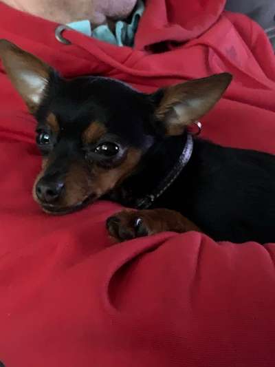 CHALLENGE NR. 19 - Der Hundeblick-Beitrag-Bild