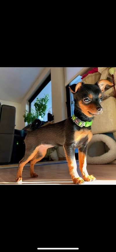 Foto's und Hundemodels-Beitrag-Bild