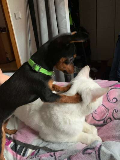 Hund und Katz Momente-Beitrag-Bild