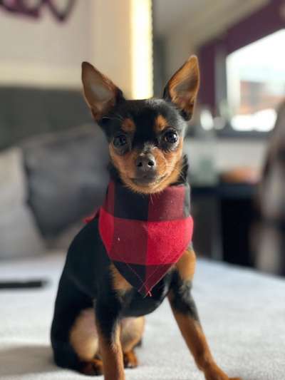 Die Dogorama Kalender Challenge Titelbild-Beitrag-Bild