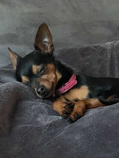 Dogorama Photo Challenge - Frühjahrsmüdigkeit-Beitrag-Bild