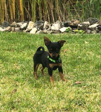 Welpen Bilder !-Beitrag-Bild