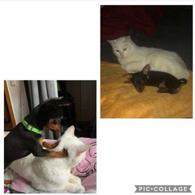 Hund und Katz Momente-Beitrag-Bild