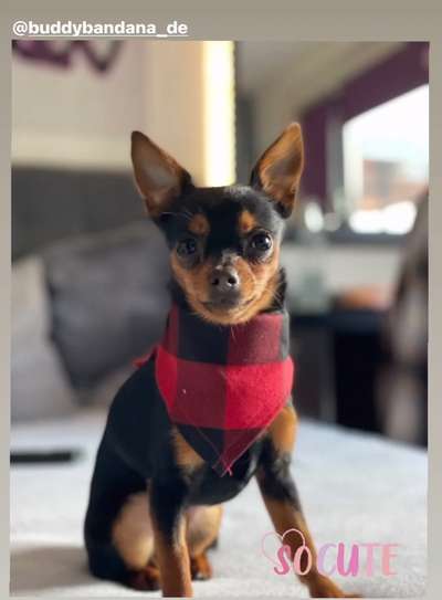 Dogorama Photo Challenge - Tre Chic!-Beitrag-Bild