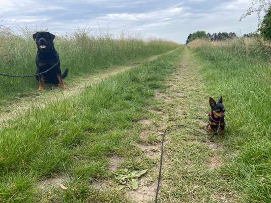 Bester Freund, Hundekumpel - zeigt her!-Beitrag-Bild