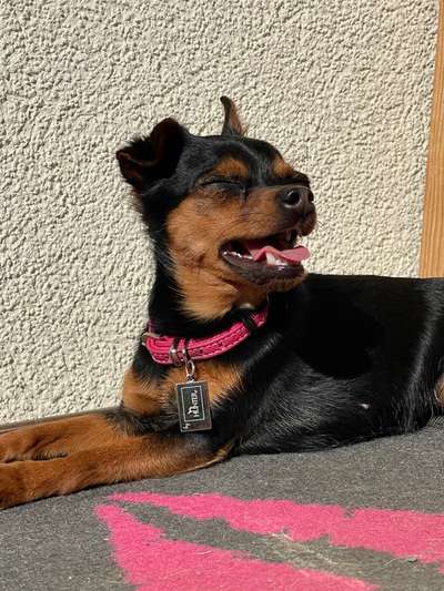 Tongue Out Tuesday-Beitrag-Bild