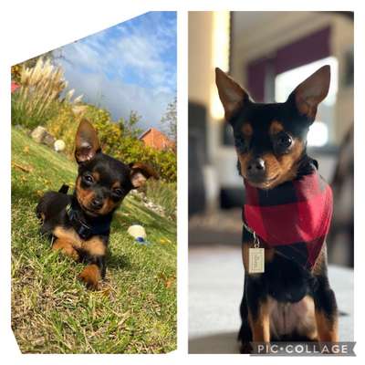 Welpenfotos-Beitrag-Bild