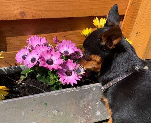 Fotochallange 63: "Dein blühendes Hündchen"-Beitrag-Bild