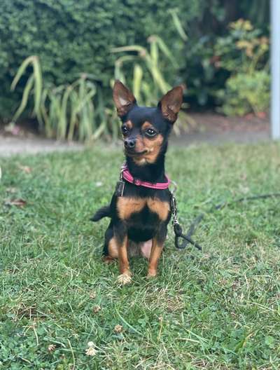 Dogorama Photo Challenge - Portrait-Beitrag-Bild