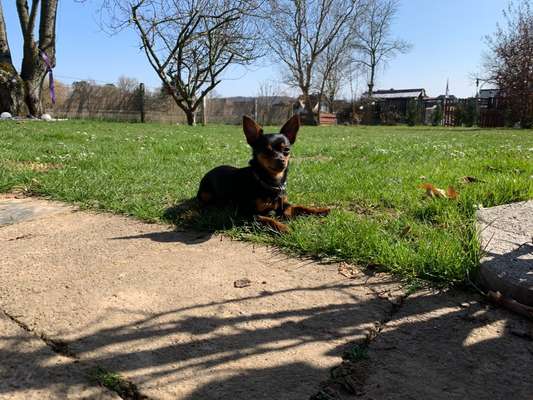 Challenge 23 : "  Euer Hund beim Frühlingserwachen "-Beitrag-Bild