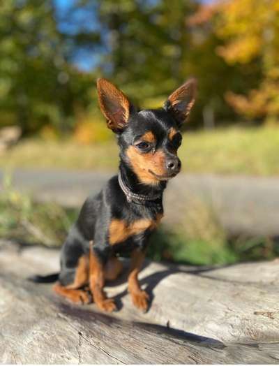 Dogorama Photo Challenge - Der Frühling kommt-Beitrag-Bild