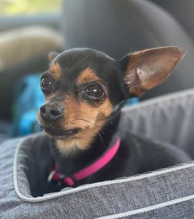 Hunde Porträt (Portrait) Galerie....-Beitrag-Bild