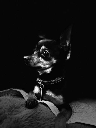 Foto-Challenge 76: Foto in Schwarz-Weiss-Beitrag-Bild