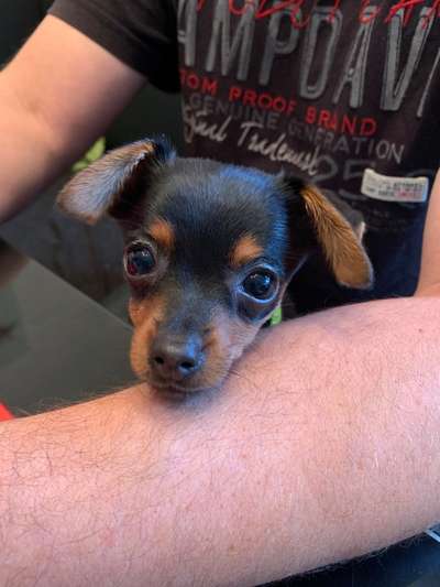 Zeigt mir die tollste Nahaufnahme von eurer Fellnase-Beitrag-Bild