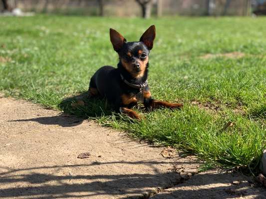 Wo sind die Zwergpinscher?-Beitrag-Bild