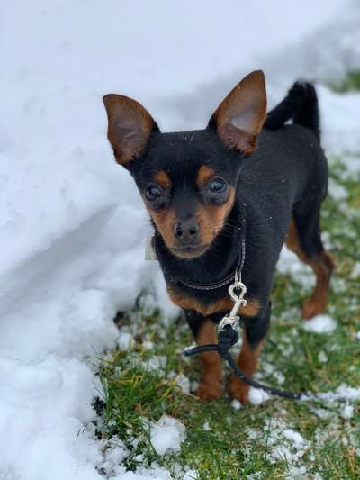 Dogorama Photo Challenge - Es wird nochmal kalt!-Beitrag-Bild